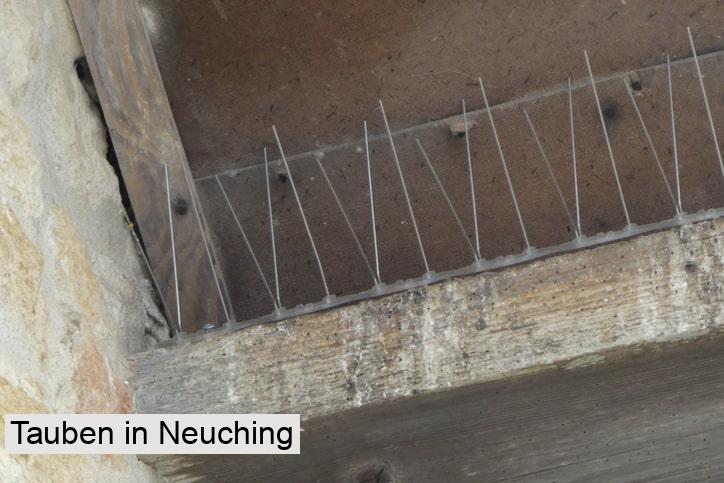 Tauben in Neuching